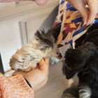 Outech Spring Abrigo para perros, , large image number null